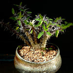 Euphorbia croizatii Bonsai With or Without Stockman Pot Exact Plant