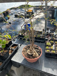 Euphorbia hedyotoides Specimen 2 | Large Caudex