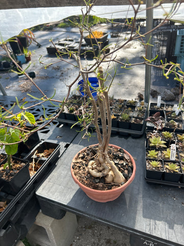 Euphorbia hedyotoides Specimen 2 | Large Caudex
