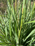 Fakahatchee Grass | Florida Native Grass | Tripsacum floridanum