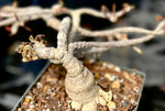 Euphorbia ambovombensis | Dwarf Madagascar Caudiciform | Specimen 1