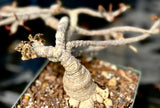 Euphorbia ambovombensis | Dwarf Madagascar Caudiciform | Specimen 1