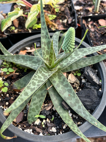 Ledebouria sp Tanzania Type 2 - 1 gallon