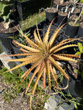 Encholirium spectabile Seed Grown Grown Rare Terrestrial Bromeliad | LARGE
