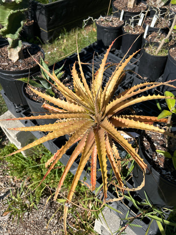 Encholirium spectabile Seed Grown Grown Rare Terrestrial Bromeliad | LARGE
