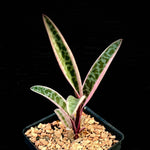 Ledebouria socialis cv 'Juda' 3” pots