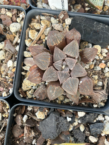 Haworthia hybrid No Tag | Plant G