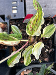 Drimiopsis maculata | Ledebouria petiolata Variegated | Exact Specimen