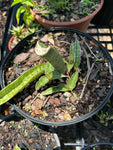 Sansevieria Modern Stripe Indonesia | Exact Plant 1