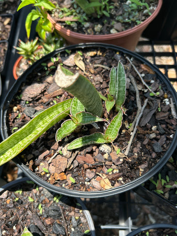 Sansevieria Modern Stripe Indonesia | Exact Plant 1
