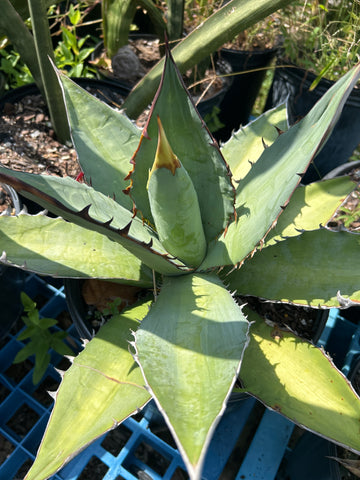 Agave oteroi | Large Specimen 2 Gallon