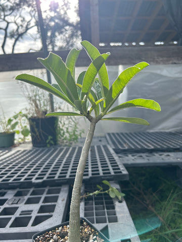 Adenium species No Tag Mystery Species | Plant 3 | Rooted Cutting