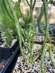 Euphorbia alluaudii WHITE Variegated Madagascar Coralliform Succulent