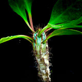 Euphorbia iharanae 4” Pots Madagascar Succulent