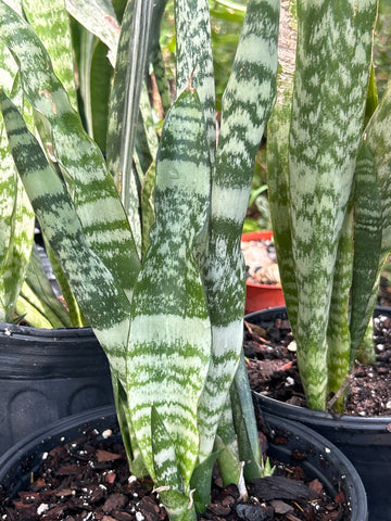 Sansevieria trifasciata Zebra Type