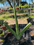 Sansevieria ehrenbergii | Specimen Size ~ Enormous