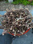 Euphorbia cylindrifolia ssp cylindrifolia  Specimen