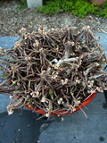 Euphorbia cylindrifolia ssp cylindrifolia  Specimen