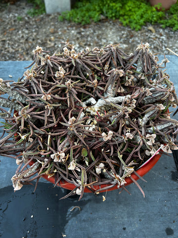 Euphorbia cylindrifolia ssp cylindrifolia  Specimen