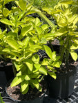 Synadenium aff grantii Easy Growing Euphorbia Shrub