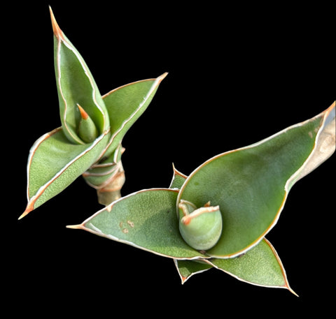Sansevieria Blue Kew (powsyii) Exact Plant 2