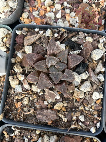 Haworthia hybrid No Tag | Plant F