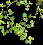 Brown’s Savory | Clinopodium brownei | Florida Native Wetland Ground Cover