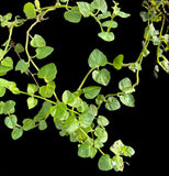 Brown’s Savory | Clinopodium brownei | Florida Native Wetland Ground Cover