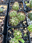 Melocactus matazanus | Turks Cap Cactus