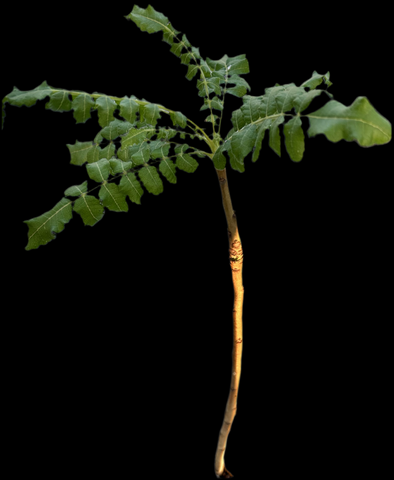 Boswellia sacra | Socotra Frankincense Tree | Bonsai Rare Tree