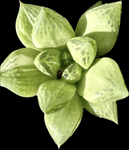 Haworthia cuspidata Slight variegated