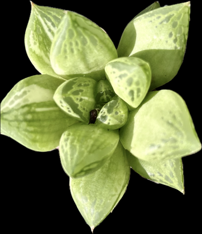 Haworthia cuspidata Slight variegated