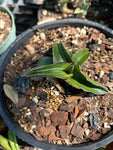 Sansevieria LAV 23251 Variegated
