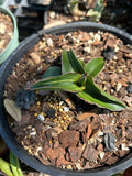 Sansevieria LAV 23251 Variegated