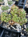 Cereus peruvianus super monstrose Dwarf Fairy Castle Type