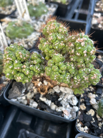 Cereus peruvianus super monstrose Dwarf Fairy Castle Type