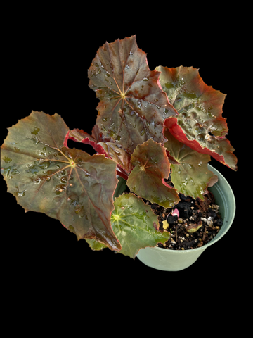 Begonia 'Caribbean Coursier' | Exact Plant