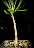 Jatropha dioica v graminea 5" Caudex Forming Jatropha Bonsai | Texas Native Succulent!