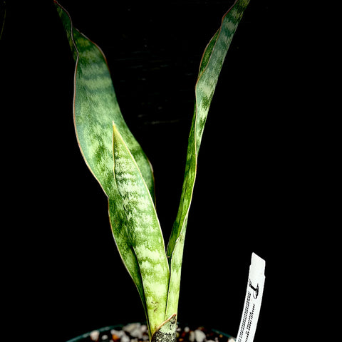 Sansevieria aethiopica Large Leaf Form 6"/1 gallon - Rare Sansevieria Species
