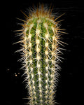 Oreocereus celcianus, Old Lady Cactus, Large Grower