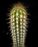 Oreocereus celcianus, Old Lady Cactus, Large Grower