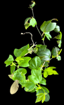 Corky Stem Passion Vine | Passiflora suberosa | Florida Native Pollinator Plant
