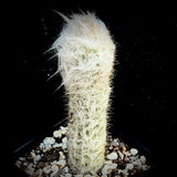 Oreocereus trollii Old Man Cactus 4”