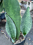 Sansevieria masoniana Monsters | Specimen Size | Huge Whale Fin Plants