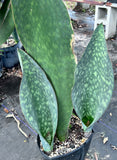 Sansevieria masoniana Monsters | Specimen Size | Huge Whale Fin Plants