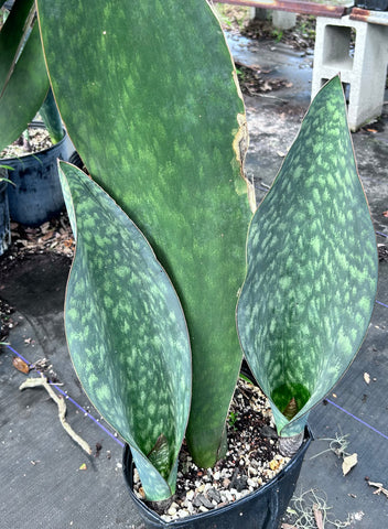 Sansevieria masoniana Monsters | Specimen Size | Huge Whale Fin Plants