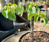 Terminalia orbicularis Pachycaul caudex Africa bonsai tree