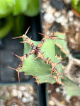Euphorbia ledienii | South Africa Mounding Euphorbia