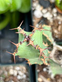 Euphorbia ledienii | South Africa Mounding Euphorbia