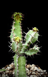 Euphorbia keithii 1 gallon African Succulent Spurge